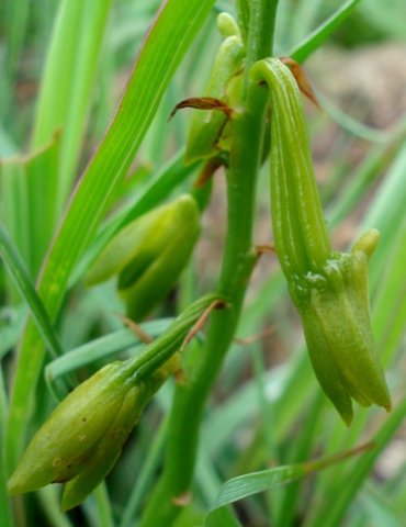 Orthochilus chloranthus ridged ovaries