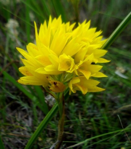 Orthochilus ensatus flowers