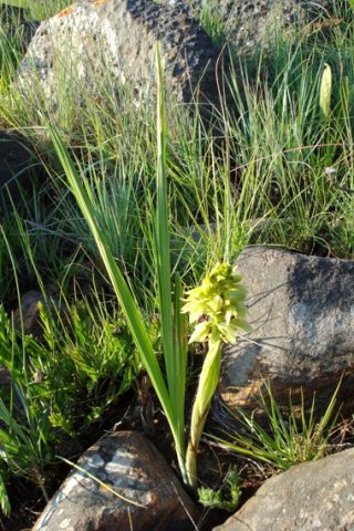 Orthochilus foliosus leaves