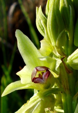 Orthochilus foliosus purple lip
