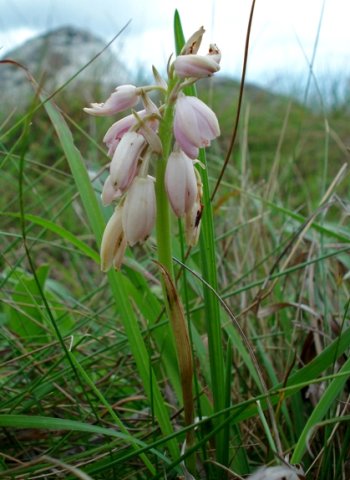 Orthochilus leontoglossus pendulous flowers