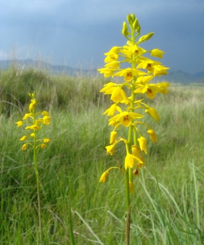 Orthochilus odontoglossus