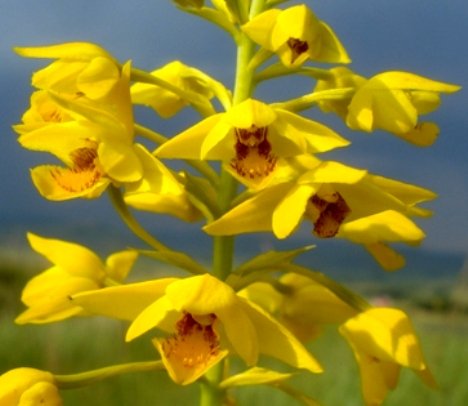 Orthochilus odontoglossus spotted flowers