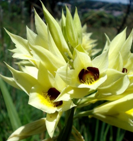 Orthochilus welwitschii flowers