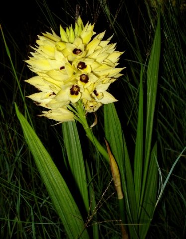 Orthochilus welwitschii leaves