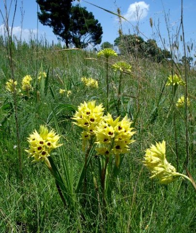 Orthochilus welwitschii