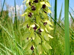 Orthochilus foliosus