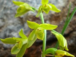 Orthochilus chloranthus