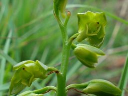 Orthochilus chloranthus more green than yellow