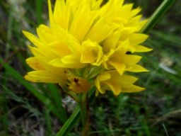 Orthochilus ensatus flowers