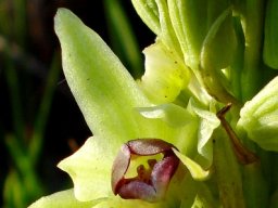 Orthochilus foliosus purple lip