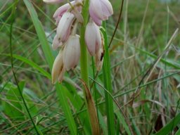 Orthochilus leontoglossus pendulous flowers