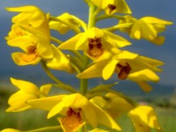 Orthochilus odontoglossus spotted flowers