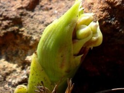 Orthochilus vinosus buds in a bract