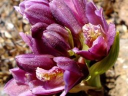 Orthochilus vinosus flowers