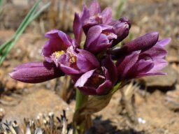 Orthochilus vinosus