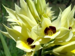 Orthochilus welwitschii flowers