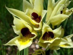 Orthochilus welwitschii inflorescence