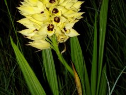 Orthochilus welwitschii leaves