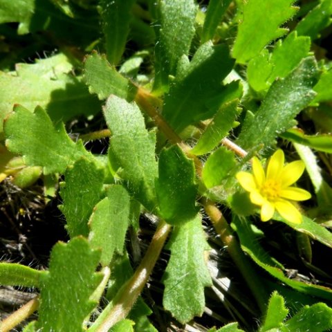Osteospermum acanthospermum leaves