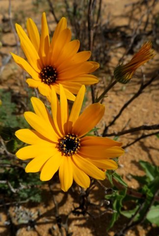 Osteospermum amplectens flowerheads
