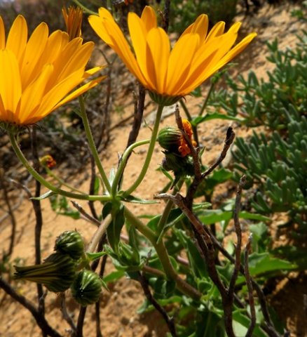 Osteospermum amplectens inflorescence
