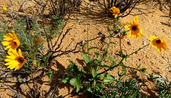 Osteospermum amplectens