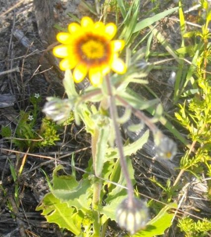 Osteospermum monstrosum