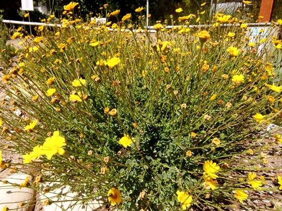 Osteospermum imbricatum