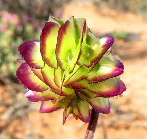 Osteospermum monstrosum fruithead face