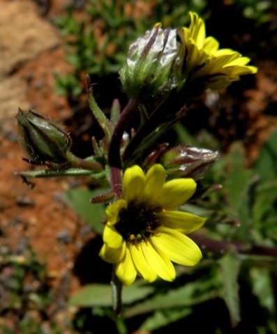 Osteospermum monstrosum bracts around the flowerheads