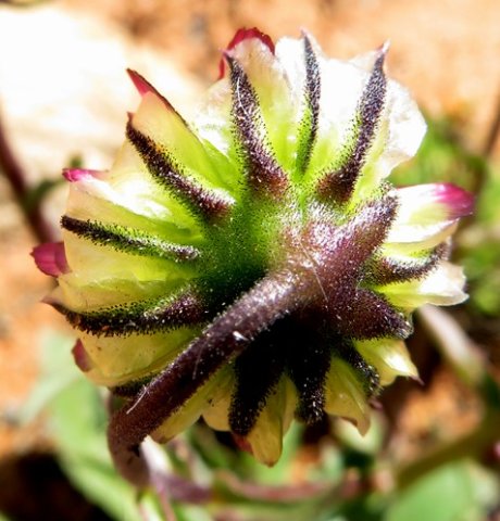 Osteospermum monstrosum fruithead back view