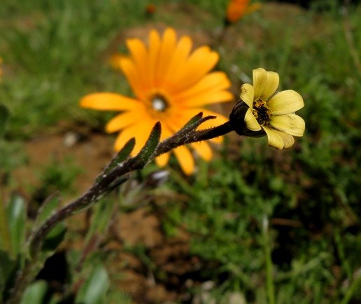 Osteospermum monstrosum young flowerhead