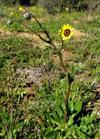 Osteospermum monstrosum erect and slender