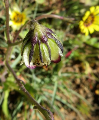 Osteospermum monstrosum involucre and fruiting