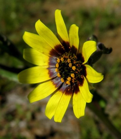 Osteospermum monstrosum flowerhead