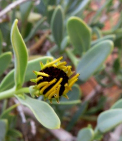 Osteospermum oppositifolium flowerhead nearly there