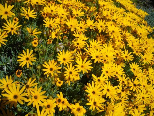 Osteospermum oppositifolium