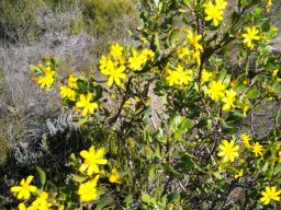 Osteospermum moniliferum