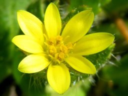 Osteospermum acanthospermum flowerhead