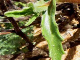 Osteospermum amplectens new stem
