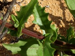 Osteospermum amplectens leaves