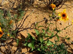 Osteospermum amplectens