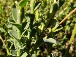 Osteospermum imbricatum leaves