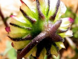 Osteospermum monstrosum fruithead back view