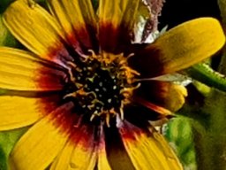 Osteospermum monstrosum ray colour transition