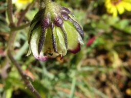 Osteospermum monstrosum involucre and fruiting