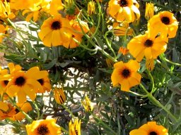 Osteospermum oppositifolium floral stages