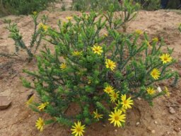 Osteospermum polygaloides branched