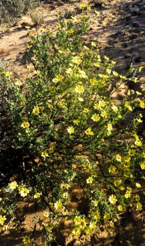 Othonna coronopifolia